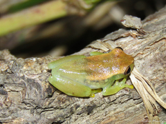 Dendropsophus minusculus