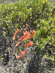 Tylecodon grandiflorus