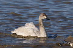 Cygnus columbianus bewickii