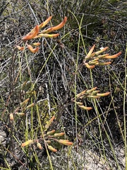 Tylecodon grandiflorus