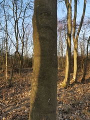 Acer pseudoplatanus