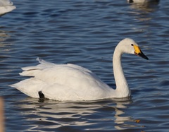 Cygnus columbianus bewickii