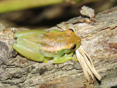 Dendropsophus minusculus