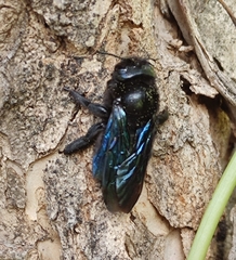 Xylocopa valga