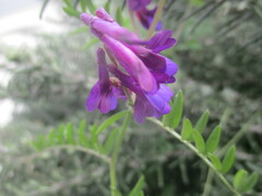 Vicia eriocarpa