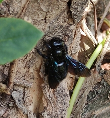 Xylocopa valga