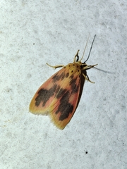 Miltochrista arcuata