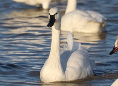 Cygnus columbianus columbianus