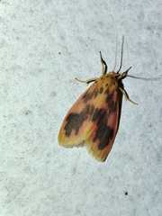 Miltochrista arcuata