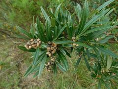 Searsia angustifolia