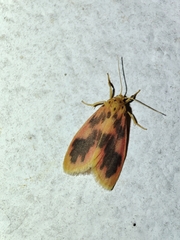 Miltochrista arcuata