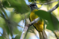 Eucometis penicillata