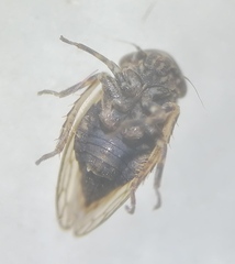 Anaceratagallia