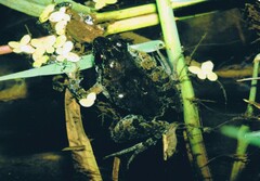 Phrynobatrachus acridoides