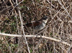 Turdus eunomus
