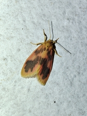 Miltochrista arcuata