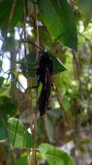 Elaphroptera