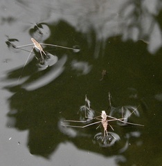 Limnometra