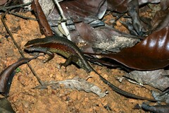 Eutropis multifasciata