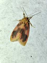 Miltochrista arcuata