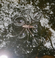 Limnometra