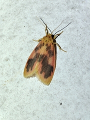 Miltochrista arcuata