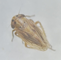 Anaceratagallia