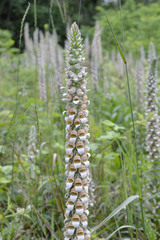 Digitalis lanata
