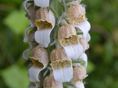 Digitalis lanata