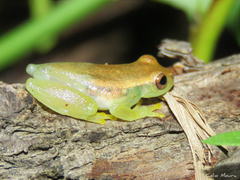 Dendropsophus minusculus