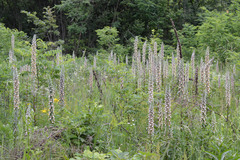 Digitalis lanata