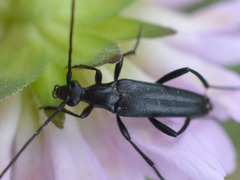 Stenurella nigra