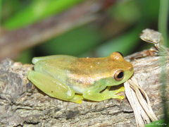 Dendropsophus minusculus