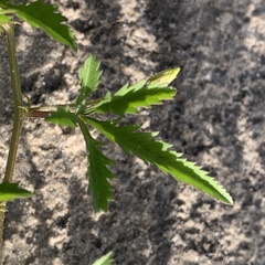 Ipomoea coptica