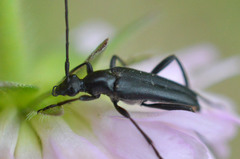 Stenurella nigra