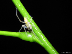 Cheiracanthium inclusum