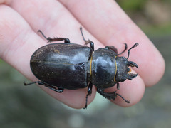 Lucanus cervus turcicus