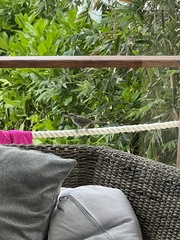 Campylorhynchus yucatanicus