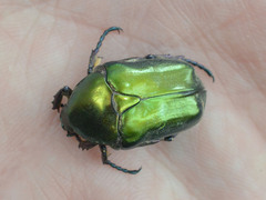 Protaetia cuprea