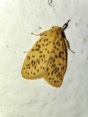 Huangilene pseudolutara