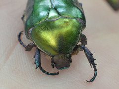 Protaetia cuprea