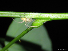 Cheiracanthium inclusum