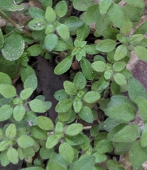 Parietaria pensylvanica