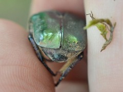 Protaetia cuprea