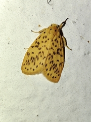 Huangilene pseudolutara