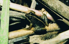 Phrynobatrachus acridoides