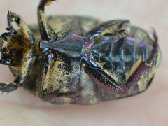 Protaetia cuprea