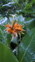 Goeppertia elliptica