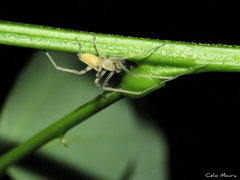 Cheiracanthium inclusum