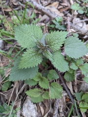 Urtica chamaedryoides